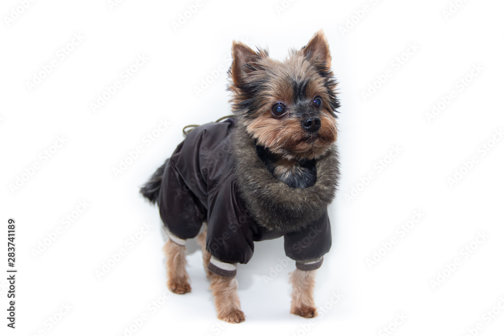Yorkshire terrier dog in a suit on a white background. Little dog isolated on a white background. Sheared dog. A pet. Yorkshire terrier dog in a suit on a white background. Little dog isolated on a white background. Sheared dog. A pet.