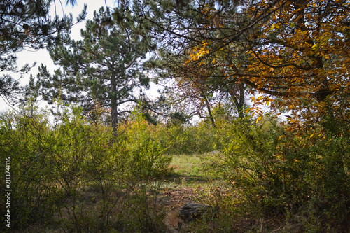 Wallpaper Mural impenetrable thickets in a pine forest Torontodigital.ca