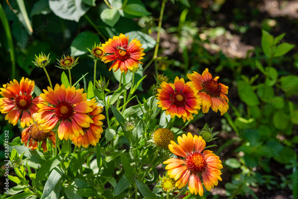 Beautiful orange garden flowers. Flowering in the Park, in the garden of lilies and Cynia. Beautiful orange garden flowers. Flowering in the Park, in the garden of lilies and Cynia.