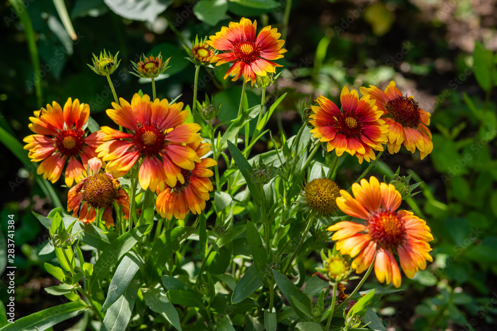 Beautiful orange garden flowers. Flowering in the Park, in the garden of lilies and Cynia. Beautiful orange garden flowers. Flowering in the Park, in the garden of lilies and Cynia.