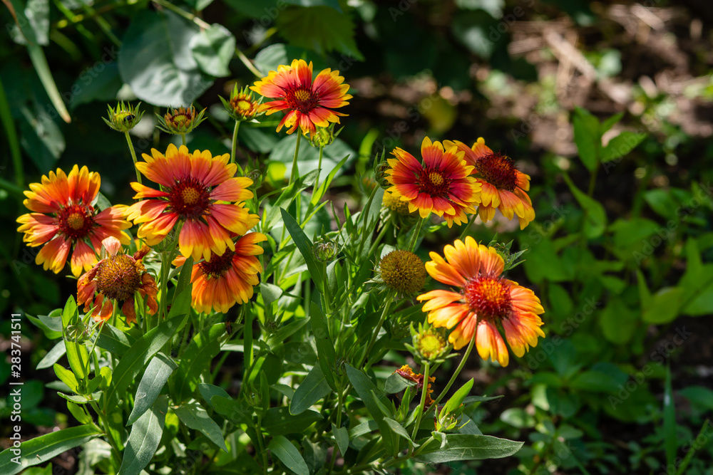 Beautiful orange garden flowers. Flowering in the Park, in the garden of lilies and Cynia. Beautiful orange garden flowers. Flowering in the Park, in the garden of lilies and Cynia.