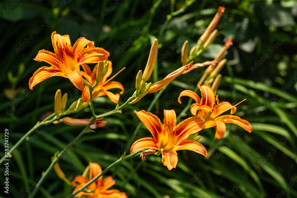 Beautiful orange garden flowers. Flowering in the Park, in the garden of lilies and Cynia. Beautiful orange garden flowers. Flowering in the Park, in the garden of lilies and Cynia.