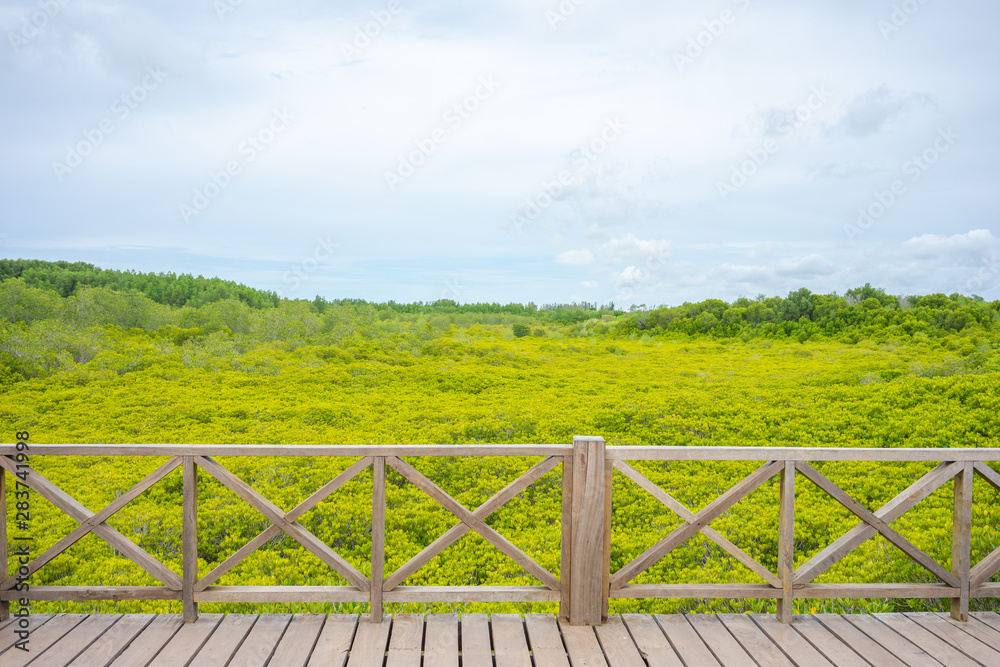 mangrove forest (Ceriops decandra) Also known as the Golden Meadow Prong destinations of Rayong, Thailand is a natural shoreline.