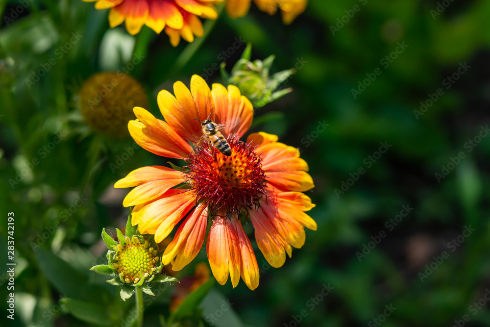 Beautiful orange garden flowers. Flowering in the Park, in the garden of lilies and Cynia. Beautiful orange garden flowers. Flowering in the Park, in the garden of lilies and Cynia.