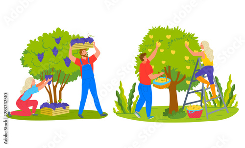 Farmers man and woman picking fruits, grapes in case, apples in basket. Harvesting products, people farming, female on stairs, green tree and bush vector