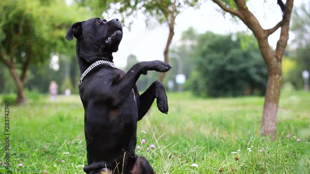 Black Cane Corso in the field executes the command of the host. Cane