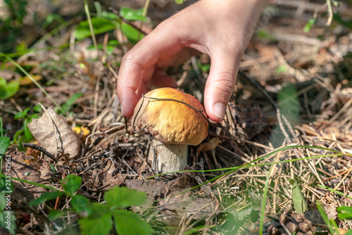 Children hand picks a porcini mushroom. Autumn concept