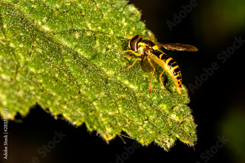 hoverfly in a macro on a leaf photo