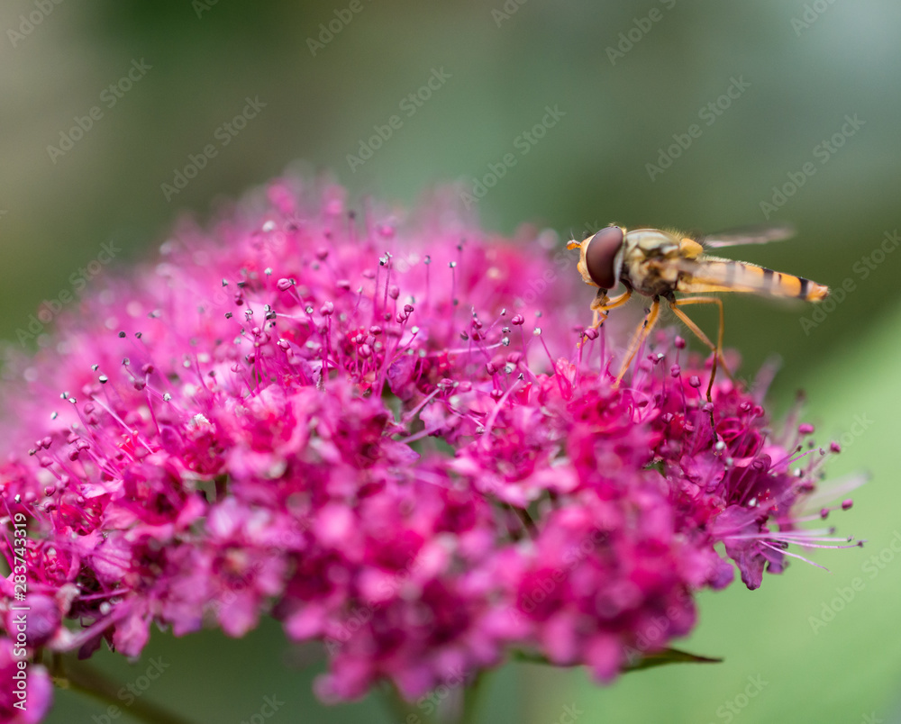 Close-up of marmalade hoverfly (female, Syrphidae - episyrphus balteatus) on the pink flowers of the Japanese spiraea (Spiraea japonica) Close-up of marmalade hoverfly (female, Syrphidae - episyrphus balteatus) on the pink flowers of the Japanese spiraea (Spiraea japonica)