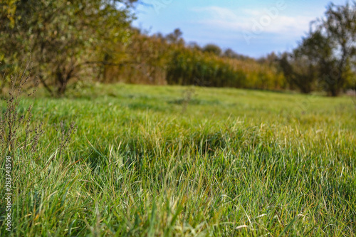 Summer fores landscape rolling hills background