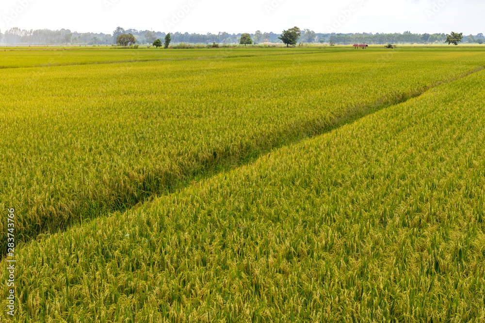 Scenery of rice fields and mound grooves. Scenery of rice fields and mound grooves.