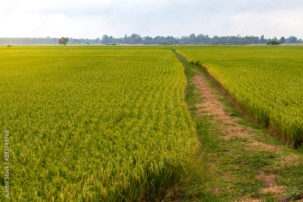 Scenery of rice fields and mound grooves. Scenery of rice fields and mound grooves.
