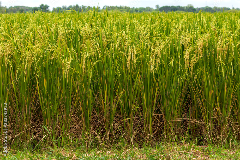 Close-up view of rice grains and grass.
