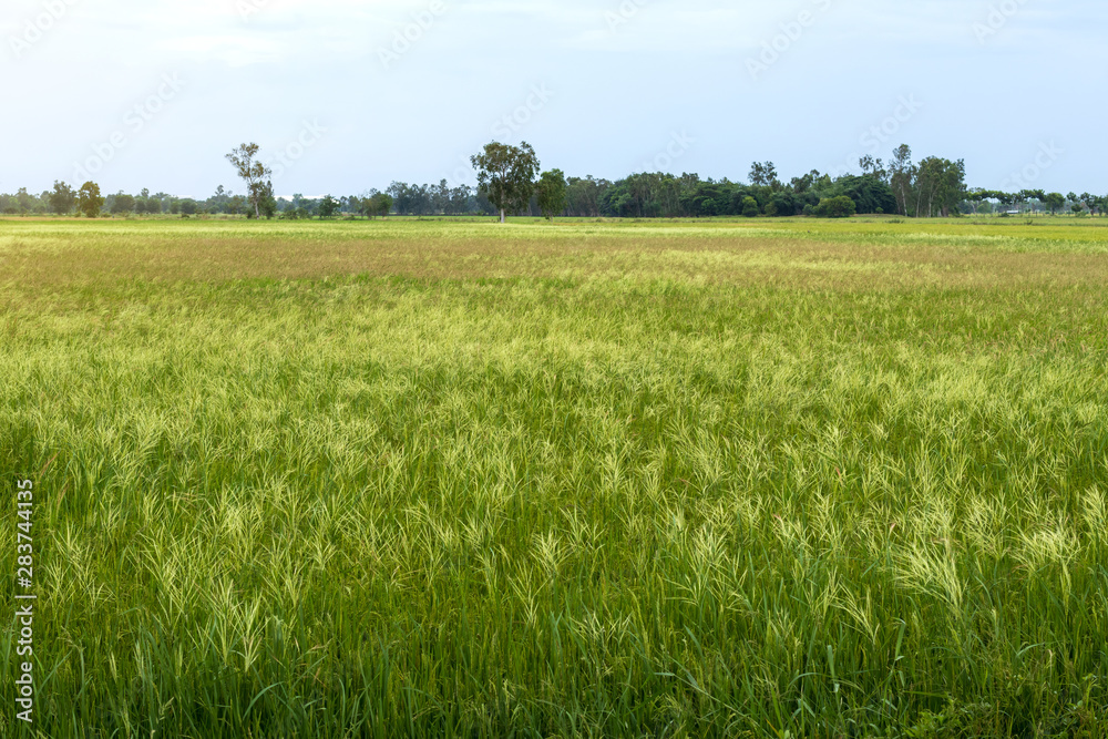 Many weeds background covering rice fields.