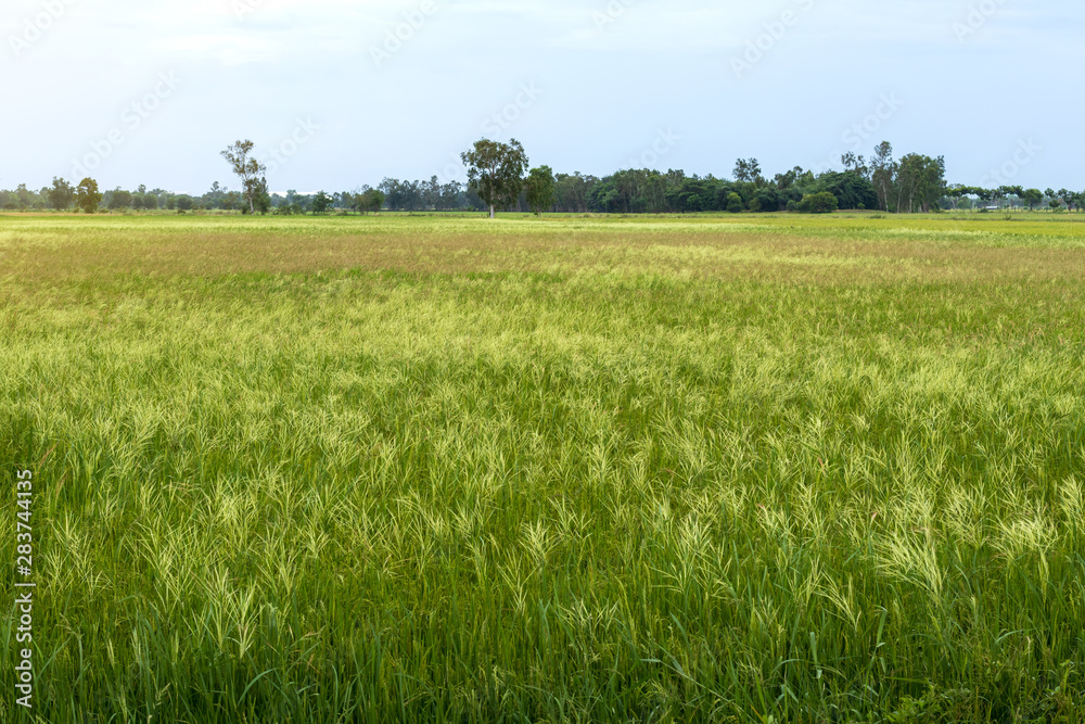 Many weeds background covering rice fields. Many weeds background covering rice fields.