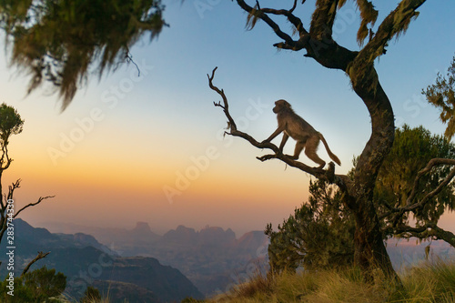 Bilde på lerret Gelada baboon sitting on a branch and watching the sunset