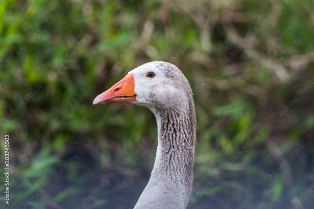 Greylag Goose (Anser Anser) head and neck portrait Greylag Goose (Anser Anser) head and neck portrait