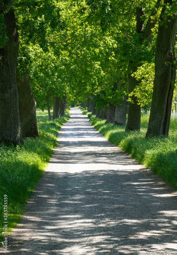 A narrow avenue with trees in the sunshine