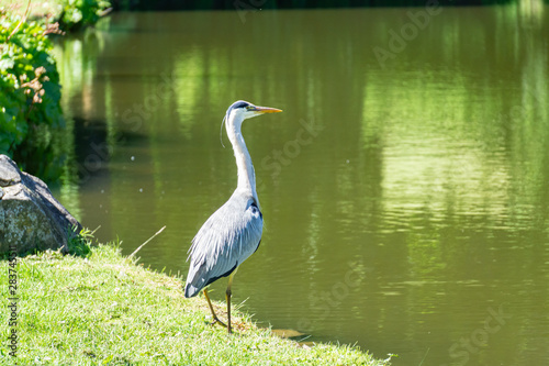 Heron at a lake