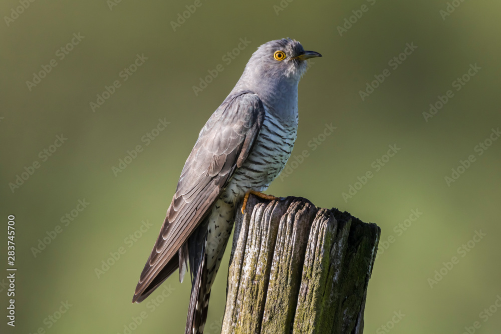 Common Cuckoo (Cuculus canorus)