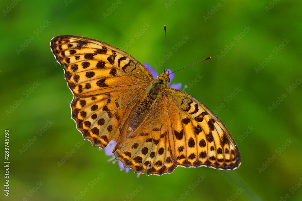 Bright orange butterfly. On the wings of a butterfly many dark spots. Green background. Bright orange butterfly. On the wings of a butterfly many dark spots. Green background.