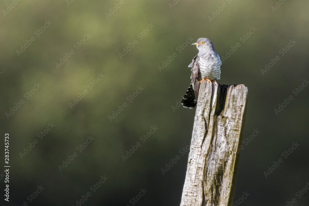 Common Cuckoo (Cuculus canorus)
