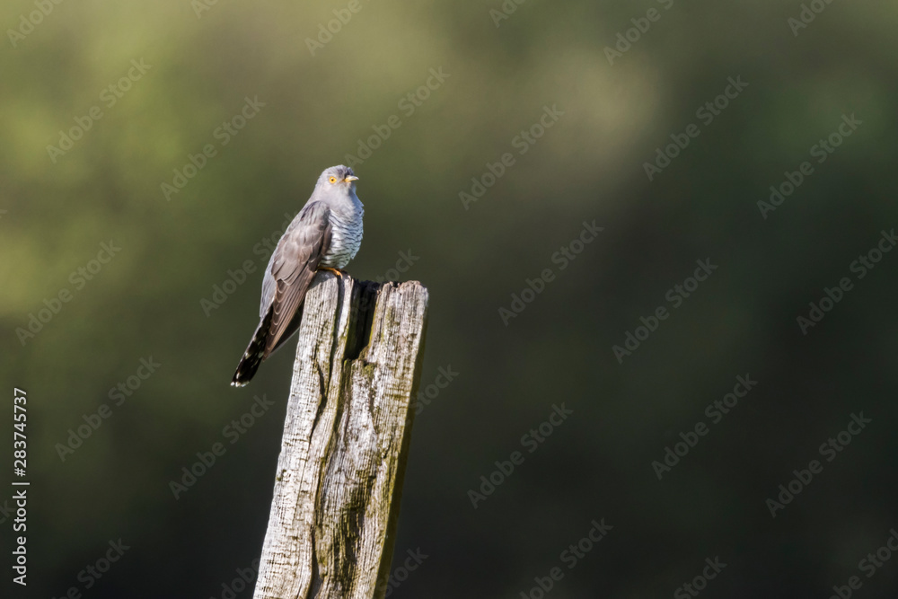 Common Cuckoo (Cuculus canorus)