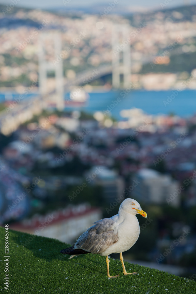 Obraz premium Seagull and Bosphorus Bridge