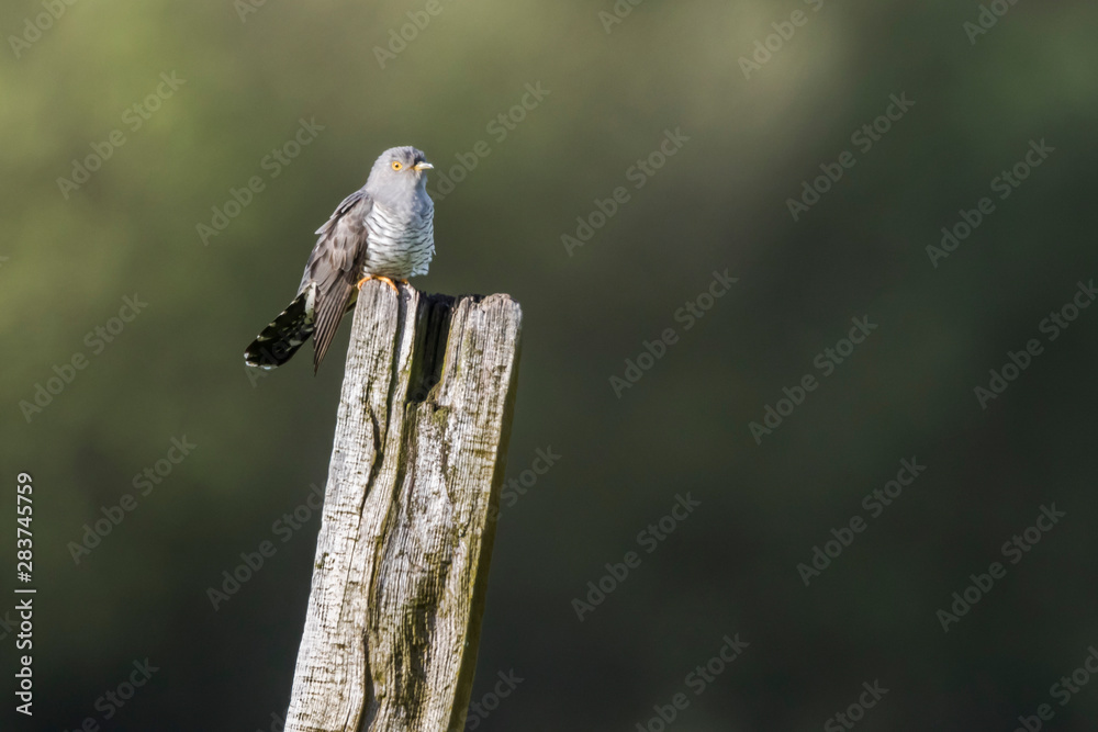 Common Cuckoo (Cuculus canorus)