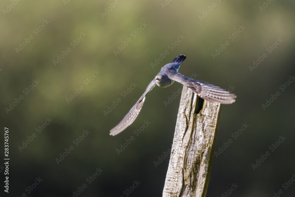Common Cuckoo (Cuculus canorus)