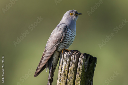 Obraz na płótnie Common Cuckoo (Cuculus canorus) w salonie