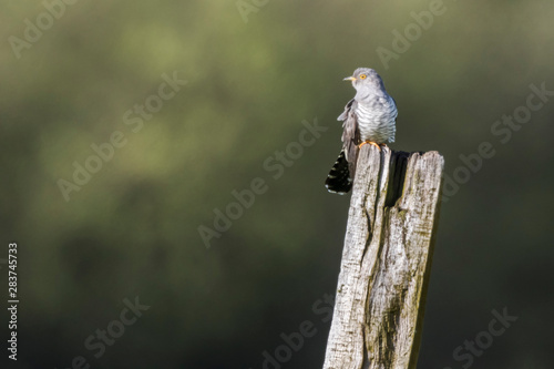 Obraz na płótnie Common Cuckoo (Cuculus canorus) w salonie