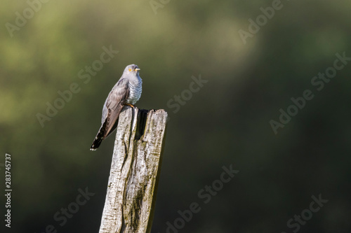 Obraz na płótnie Common Cuckoo (Cuculus canorus) w salonie