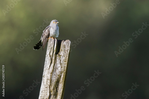 Obraz na płótnie Common Cuckoo (Cuculus canorus) w salonie