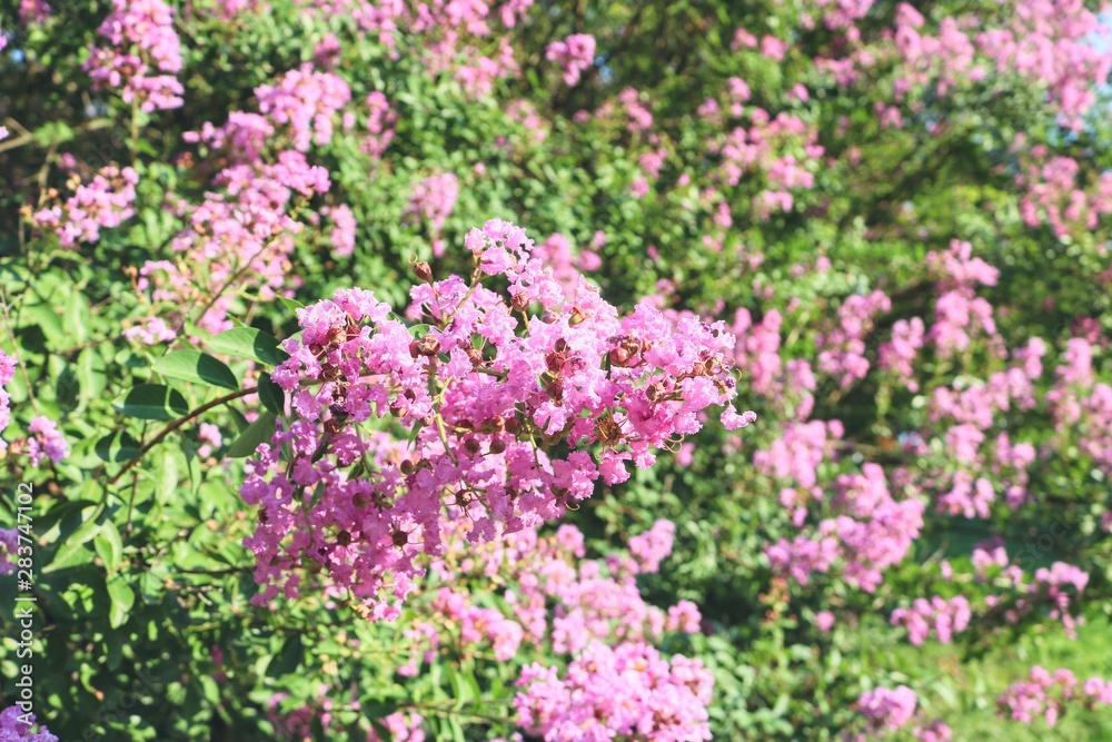 flowers in the garden flowers in the garden