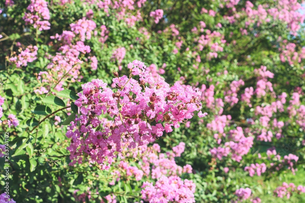 flowers in the garden