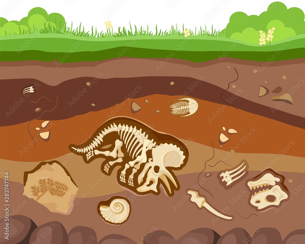 Soil ground layers with buried fossil animals, dinosaur, crustaceans