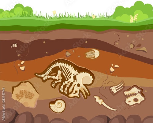 Soil ground layers with buried fossil animals, dinosaur, crustaceans and bones. Vector flat style cartoon illustration photo