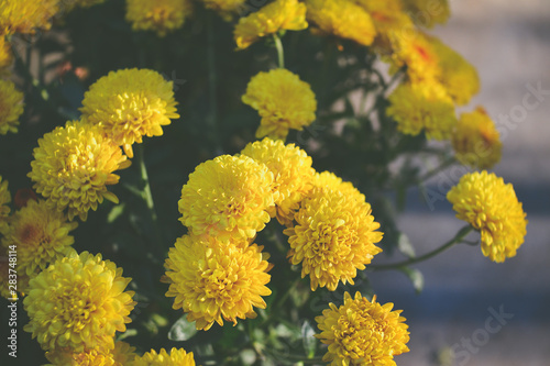 A bouquet of beautiful chrysanthemum flowers outdoors. Chrysanthemums in the garden.