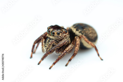 Female Wallace's euryattus, Euryattus wallacei, a brown jumping spider from tropical north Queensland, Australia, on a white background