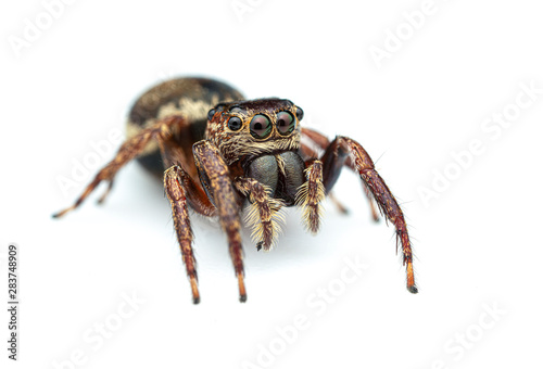 Female Wallace's euryattus, Euryattus wallacei, a brown jumping spider from tropical north Queensland, Australia, on a white background