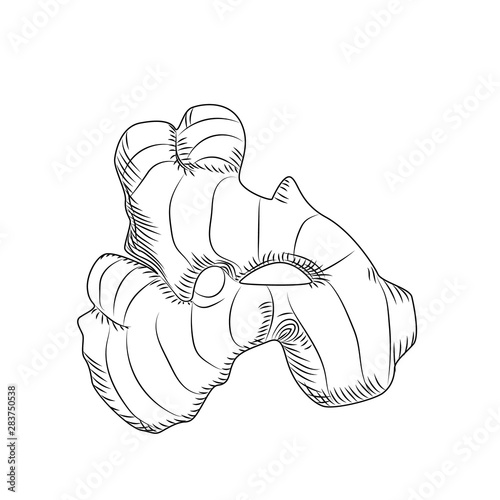 Hand drawn ginger root isolated on white background.