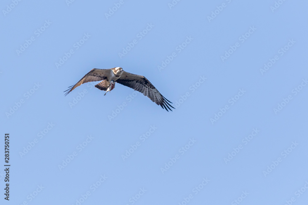 Osprey (Pandion haliaetus)
