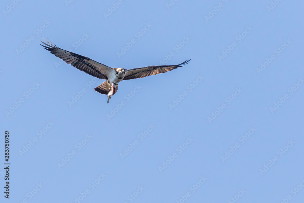 Osprey (Pandion haliaetus)