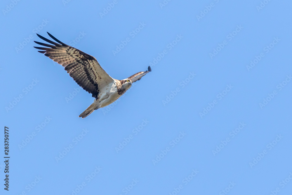 Osprey (Pandion haliaetus)
