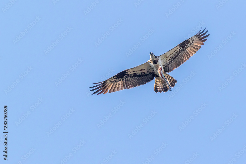 Osprey (Pandion haliaetus)
