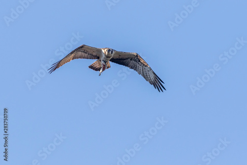Obraz na płótnie Osprey (Pandion haliaetus) w salonie
