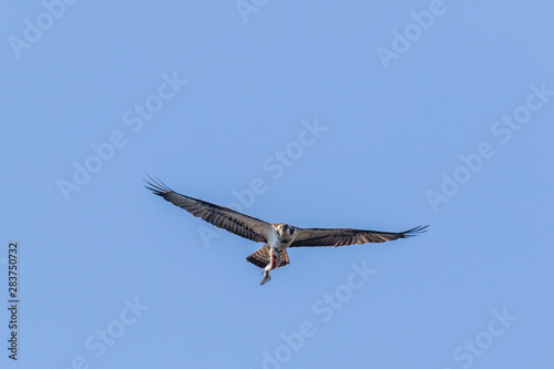 Obraz na płótnie Osprey (Pandion haliaetus) w salonie