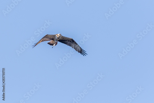 Obraz na płótnie Osprey (Pandion haliaetus) w salonie