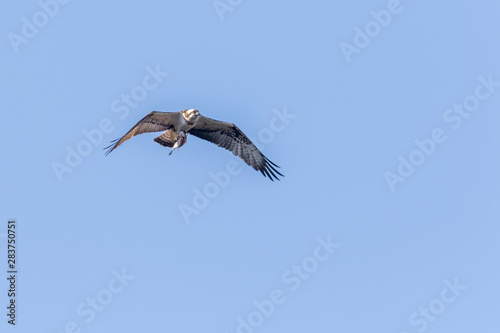 Osprey  Pandion haliaetus 